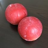 すもも(プラム)苗木　サマーエンジェル