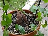 Dioscorea rupicola - rocky turtle plant - 5 seeds