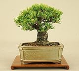 いよじ園 五葉松 -明星- 小品盆栽 （盆栽 松） 【父の日ギフト】