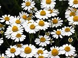 【1年間枯れ保証】【ハーブ】ジャーマンカモミール/コンパニオンプランツ　9.0cmポット　30本セット　送料無料