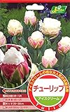 カネコ種苗 チューリップ アイスクリーム 白～ピンク系 3球入