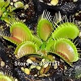 ビッグセール200pcsの熱い販売の鉢植え食虫植物種子ハエジゴクMuscipulaジャイアントクリップハエトリグサ種子