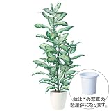 エフプランター 人工観葉植物-ゴールデンディフェンバギア-180-9号鉢-懸崖鉢