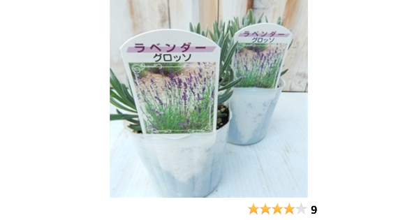 Amazon Co Jp ラベンダー グロッソ ハーブ 耐寒性多年草 9cmポット Diy 工具 ガーデン