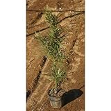 イヌマキ (犬槇) 5号ポット10本セット