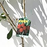 山桃 苗木 森口（もりぐち） 12cmポット苗（メス） やまもも苗