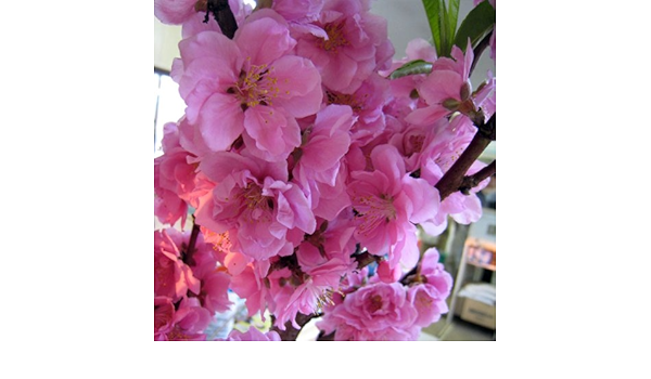 Amazon Co Jp 春の花木特集 花桃 ハナモモ 矢口桃 ヤグチモモ ピンク花4 5号ポット 3月の桃の節句の頃開花する八重咲き人気品種 ホーム キッチン