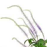 (山野草)クガイソウ(九蓋草 九階草) 3号(1ポット) 本州・四国限定[生体]