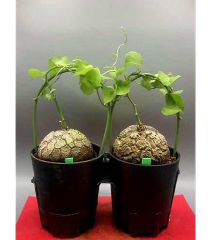 Amazon｜ディオスコレア（亀甲竜）：エレファンティペス 厳選株 4号