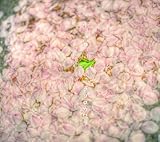 �R�R���K����