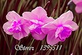 New Arrival 100 pcs Narcissus Flower Daffodil Seeds Absorption Radiation Narcissus Tazetta Seeds Flo