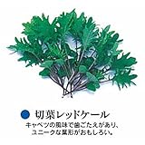ベビーリーフ 種 切葉レッドケール 小袋（約1dl）
