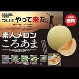 素人メロン：ころあま3.5号ポット 3株セット[家庭菜園用ネットメロン苗][New!] ノーブランド品
