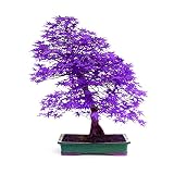 Daily Sweet　紫色のメープル種子　40粒　園芸　シード　栽培　観葉植物　もみじ種