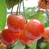 さくらんぼ 苗木 【YD（矮性台木） 高砂 （たかさご）】 1年生 接木 ポット苗