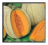 Melon Cantaloupe Retato Degli Ortolani - Melon Cantaloupe Retato Degli Ortolani - 10 seeds