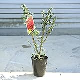 美しい紅葉を鉢植えでも楽しめます！庭木苗・植木：ニシキギ（錦木）・コンパクタ