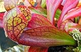 Sarracenia psittacina Apalachicola - parrot pitcher plant - 5 seeds