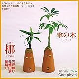 「ご神木　梛(ナギ)の木と傘の木 (シェフレラ)」　『陶房うさぎ庵』特製　ツリーハウス　２個セット　【土なし　清潔　水やり簡単　セラハイト】　　梛の木は、「NHK大河ドラマ　女城主　直虎」で「愛しいも