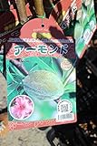 果樹苗　接木　アーモンド　一年生　【送料込価格】