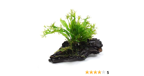 Amazon 水草 ミクロソリウム ウェンディロフ 流木 ｓｓサイズ １本 約１０ｃｍ 北海道航空便要保温 Charm チャーム 生体水草 通販