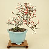 いよじ園 こけももカマツカ （珍品） 貴風盆栽 （実物盆栽）