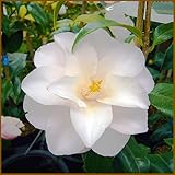 椿（ツバキ）の苗木　羽衣