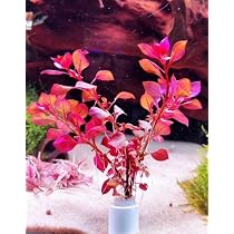 Amazon.co.jp: （水草）ルドウィジア レペンス ルビン（水中葉）（無