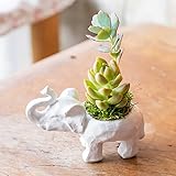 多肉植物 寄せ植え taniku アニマル ポット シリーズ ゾウ さん