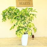 観葉植物：シェフレラ*