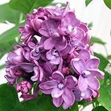 ライラック：ミセス・エドワード・ハーディング5号ポット[紫花の八重咲き大輪品種] ノーブランド品