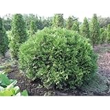 ニオイヒバ・グリーングローブ 球形 列植 コニファー 植木 苗木