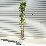 庭木：朱竹（紅寒竹）白ポット　大株！　100ｃｍ　