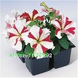 ペチュニアの種300PCS庭の家庭の花盆栽バルコニー花朝顔の種短気にカラフル