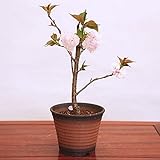 桜盆栽:楊貴妃桜(ようきひざくら)(イブシ反鉢 萬古焼)