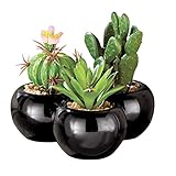 Artificial Mini Cactus - Set of 3 by Collections ETC