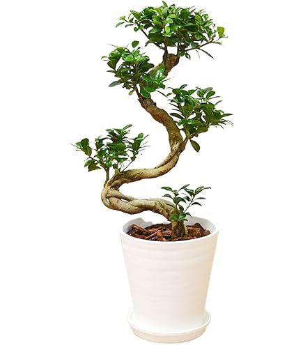 Amazon｜花のギフト社 ガジュマル 8の字 大型 大きい 観葉植物 本物