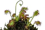 花市場直送便 食虫植物苗 モウセンゴケ 15入