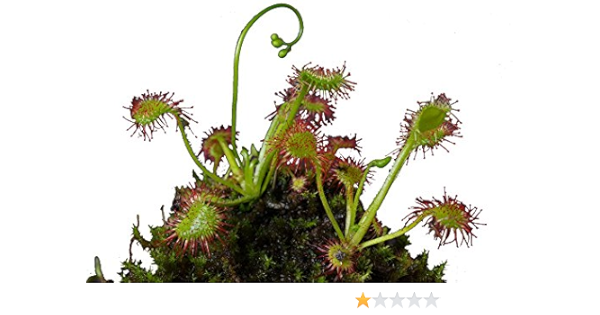 Amazon 花市場直送便 食虫植物苗 モウセンゴケ 15入 Diy 工具 ガーデン