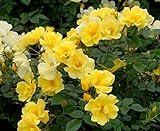 バラ苗 リモンチェッロ 国産新苗植え替え6号スリット鉢 修景用 四季咲き 黄色系