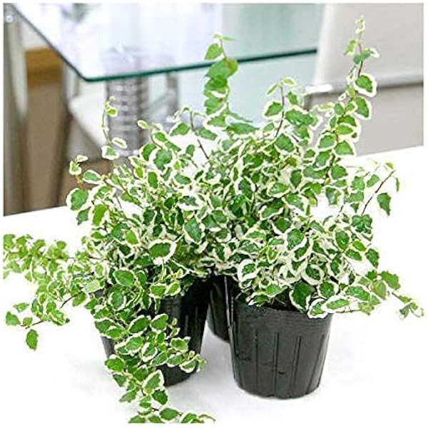 Amazon Co Jp 観葉植物 フィカス プミラ サニーホワイト ３号 １ポット Diy 工具 ガーデン