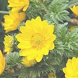 【山野草】福寿草「福寿海」