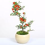 小品盆栽：長寿梅（瀬戸焼小鉢)*白丸鉢