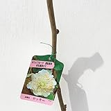 キウイ 苗木 ロッキー 12cmポット苗（早生オス） キウイ苗