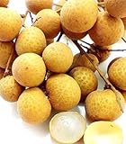 竜眼 Dimocarpus longan dragon eye 100 Seeds タイ庭園 Thai Garden