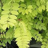 ニセアカシア（ロビニア）：フリーシア3.5号ポット ノーブランド品