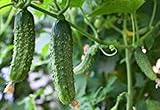キュウリの種子Pobezhdayushchiy Veter F1ロシアの酸洗ハイブリッド、NON-GMO