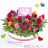 2018母の日限定品 ケイトウ