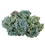 東京堂 ドライフラワー アジサイ (20g入り) FD000813