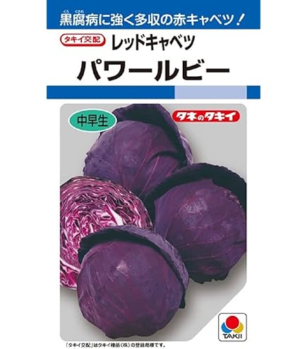 Amazon.co.jp: 植物種子 ポリフェノールを含む赤紫とんがりキャベツ 種